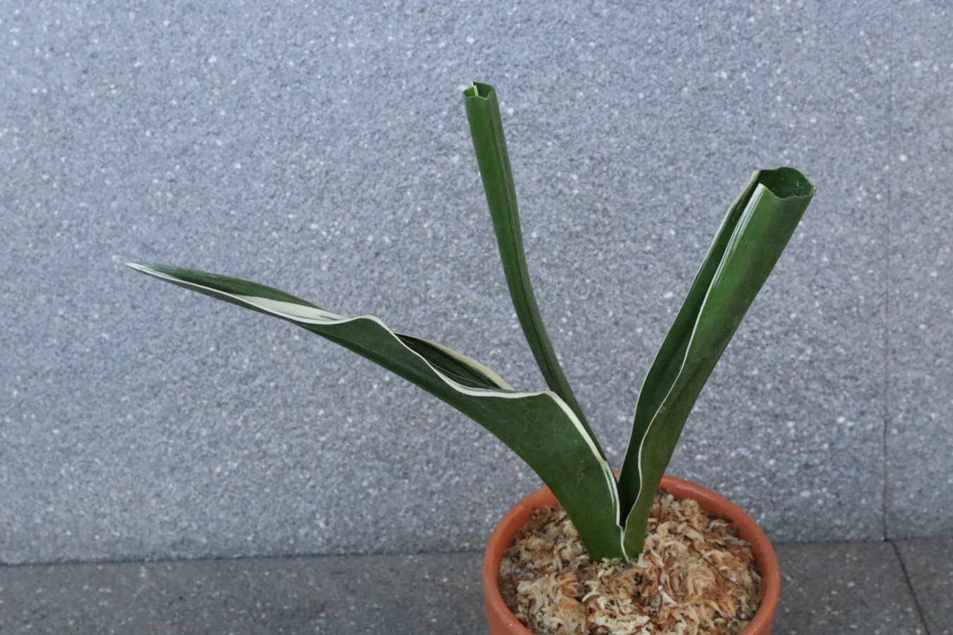 5446,整理品BC級品　長寿楽(ちょうじゅらく)　【はきずはきれ多い大特価！】　※春から秋は生長期なので姿は変わっていきます