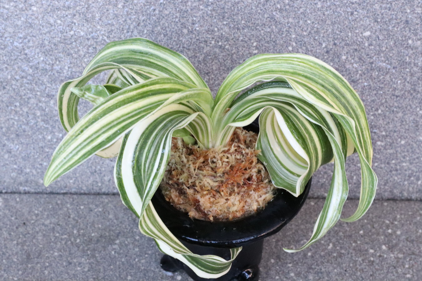 6317,整理品BC級品　縞獅子(しまじし)　最上縞　【はきずはきれ多い大特価！】　※春から秋は生長期なので姿は変わっていきます