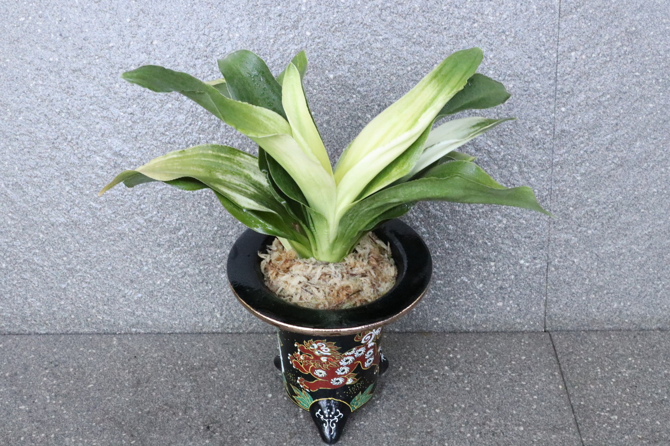 豊明園 / 中型のおもと