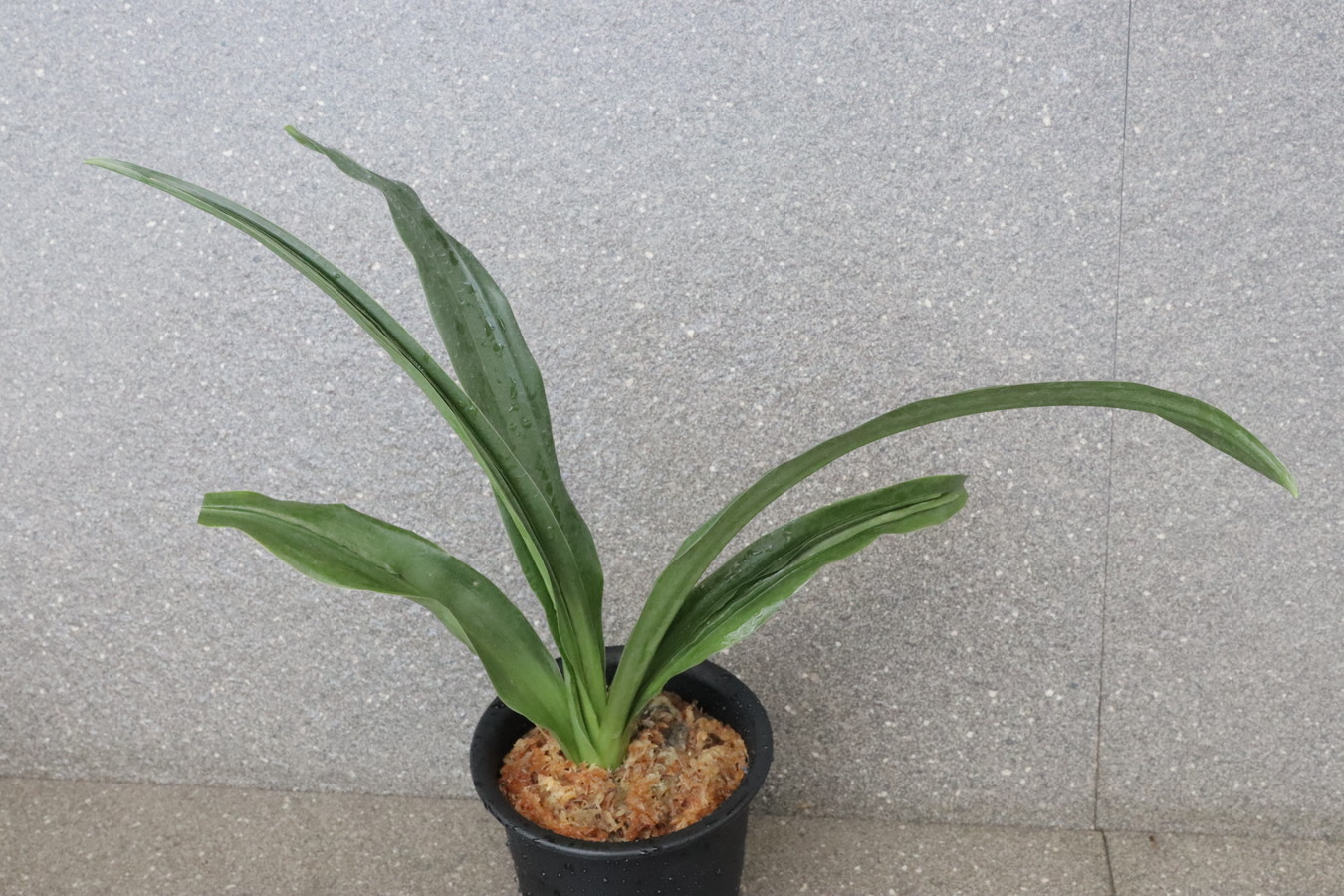 豊明園 / 獅子系