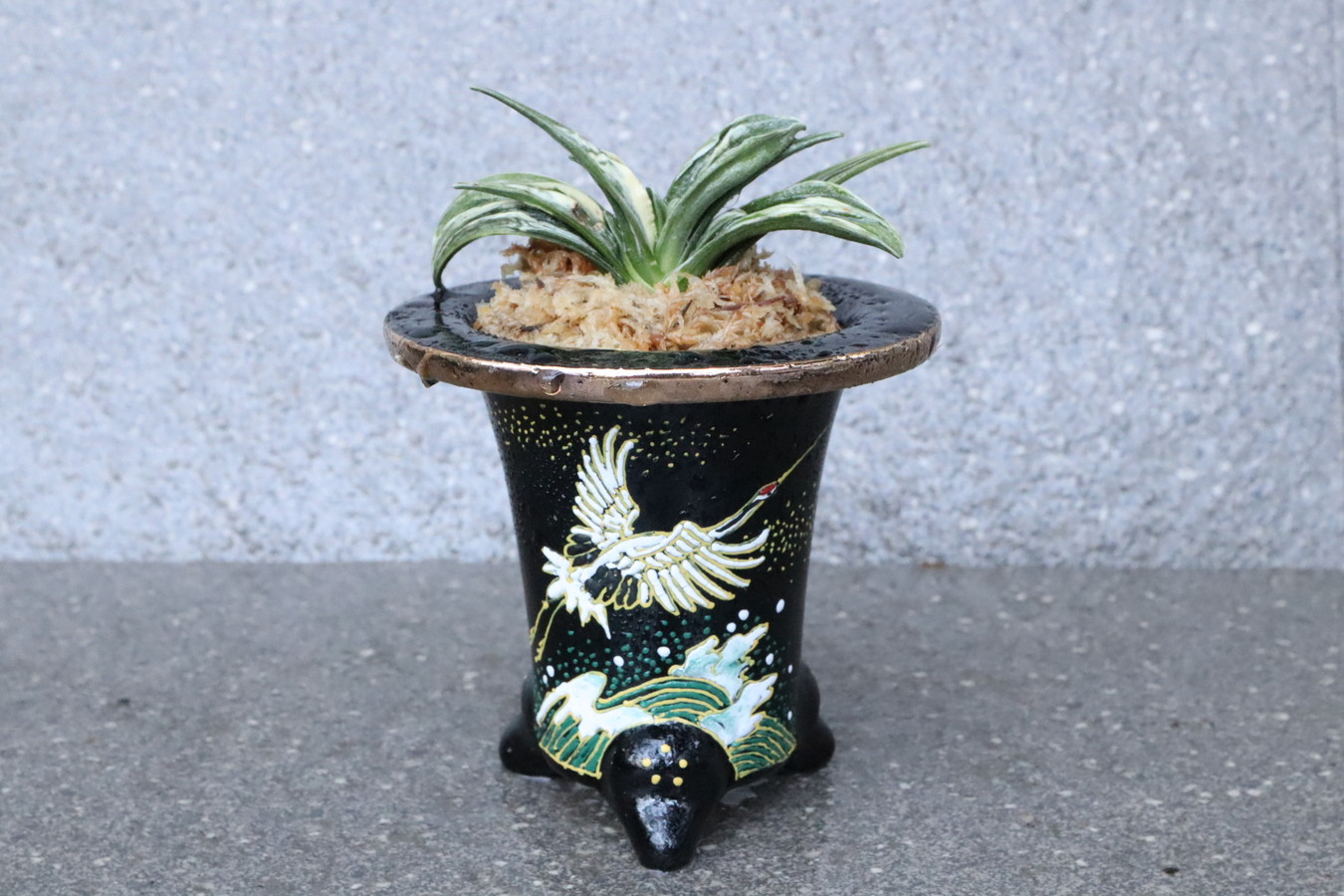 5140,瑞泉(ずいせん)　【長寿の鶴・良いこと続く波】【はきずはきれ多い大特価！】※春から秋は生長期なので姿は変わっていきます