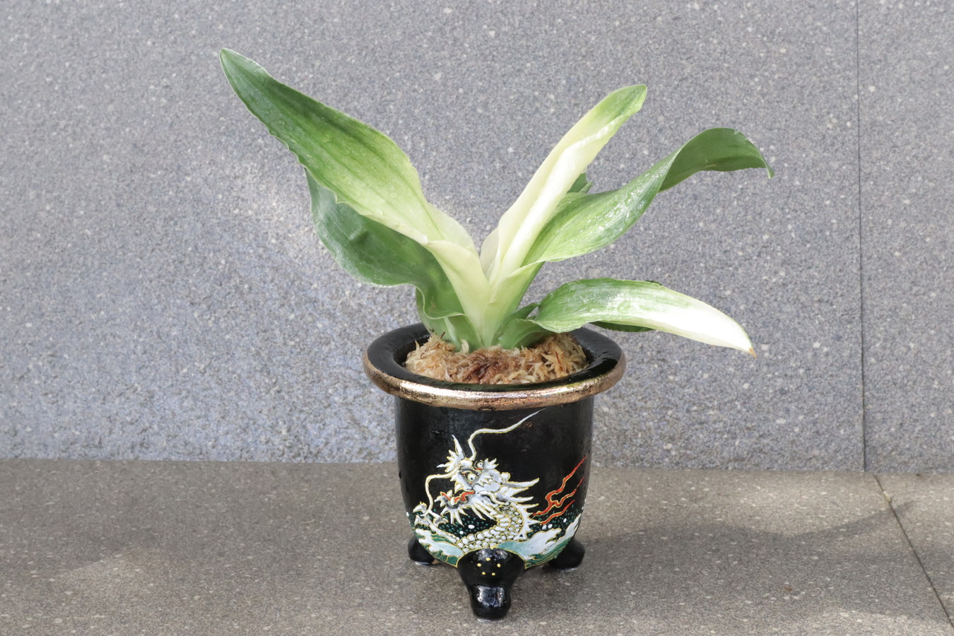 5554,幸せ運ぶ植物 福の光(ふくのひかり)　鉢は縁起良い【龍】【はきずはきれ非常に多い大特価！】※春から秋は生長期なので姿は変わっていきます