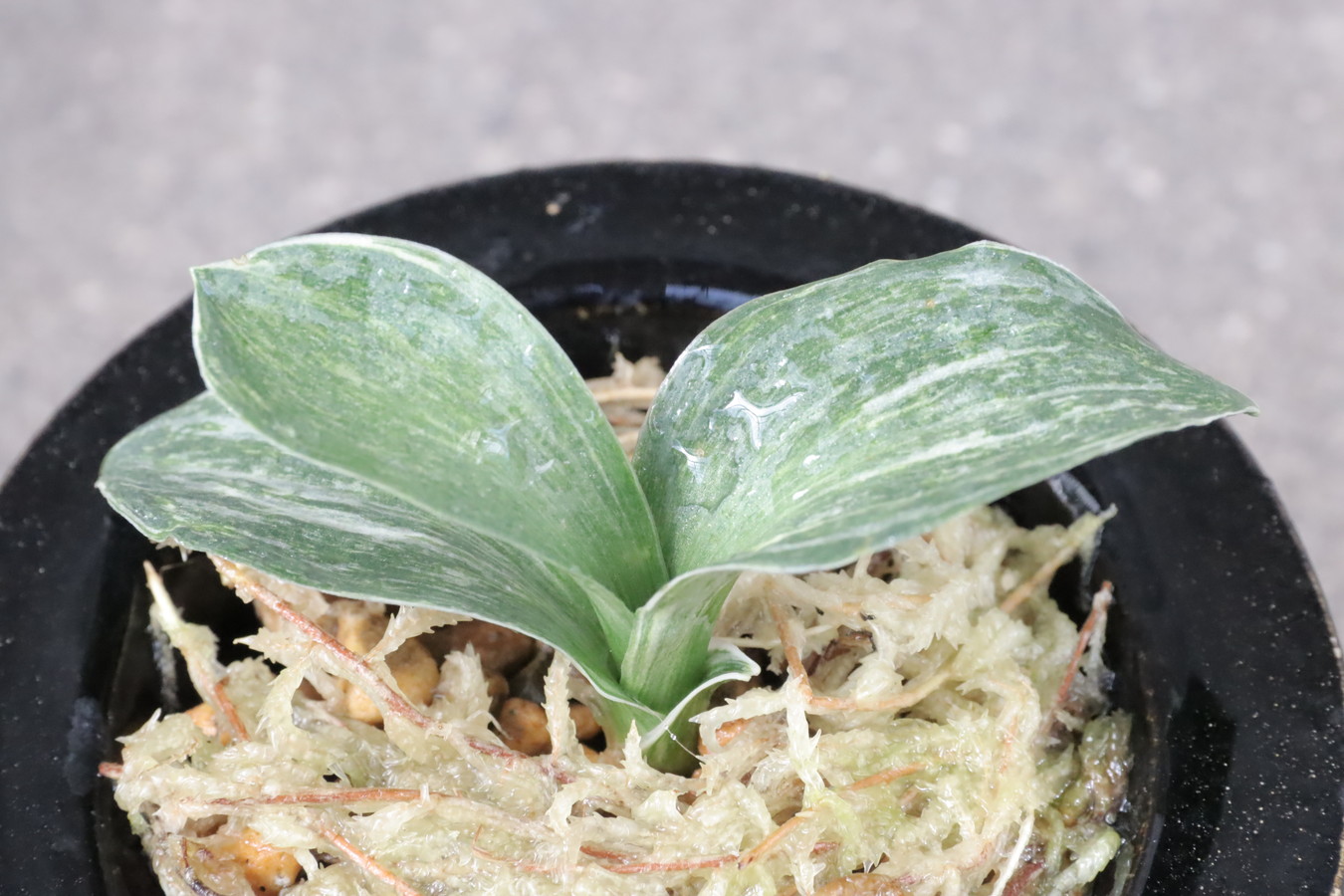 8055,萬寿鳳(まんじゅほう)　特上斑　特上芋吹き特価！　【はきずはきれとても多い大特価！】　※春から秋は生長期なので姿は変わっていきます