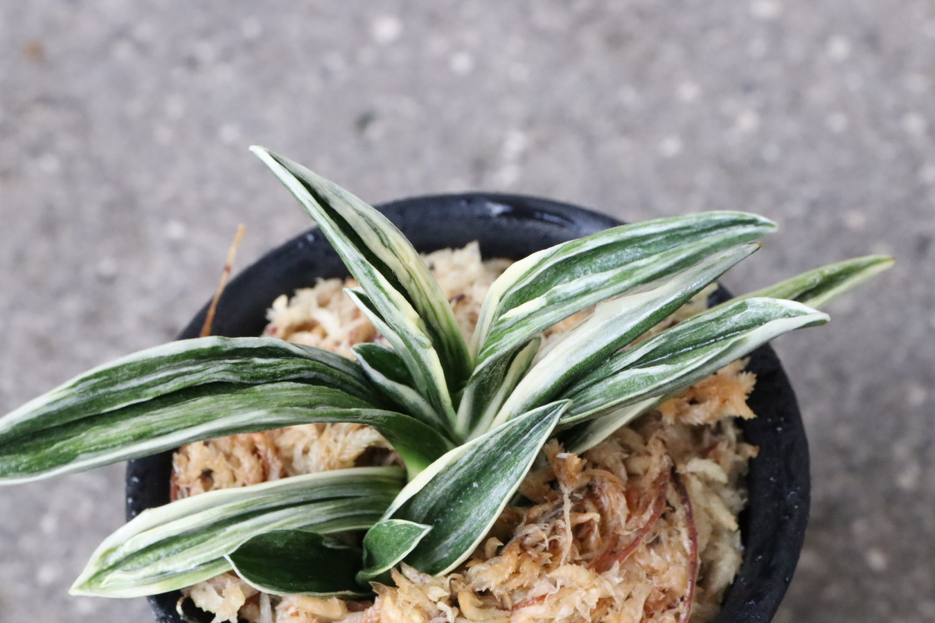 万年青「御国の光」 国光殿 (こっこうでん) Kotukoudenn – おもとの豊明園（ほうめい