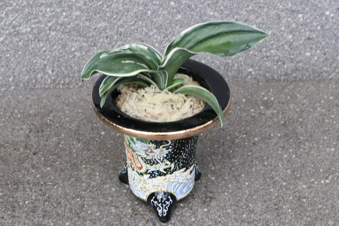 5003,お多福(おたふく)　幸が舞い込む万年青　【運開ける龍鉢に萬年青】【はきずはきれ多い大特価】※春から秋は生長期なので姿は変わっていきます