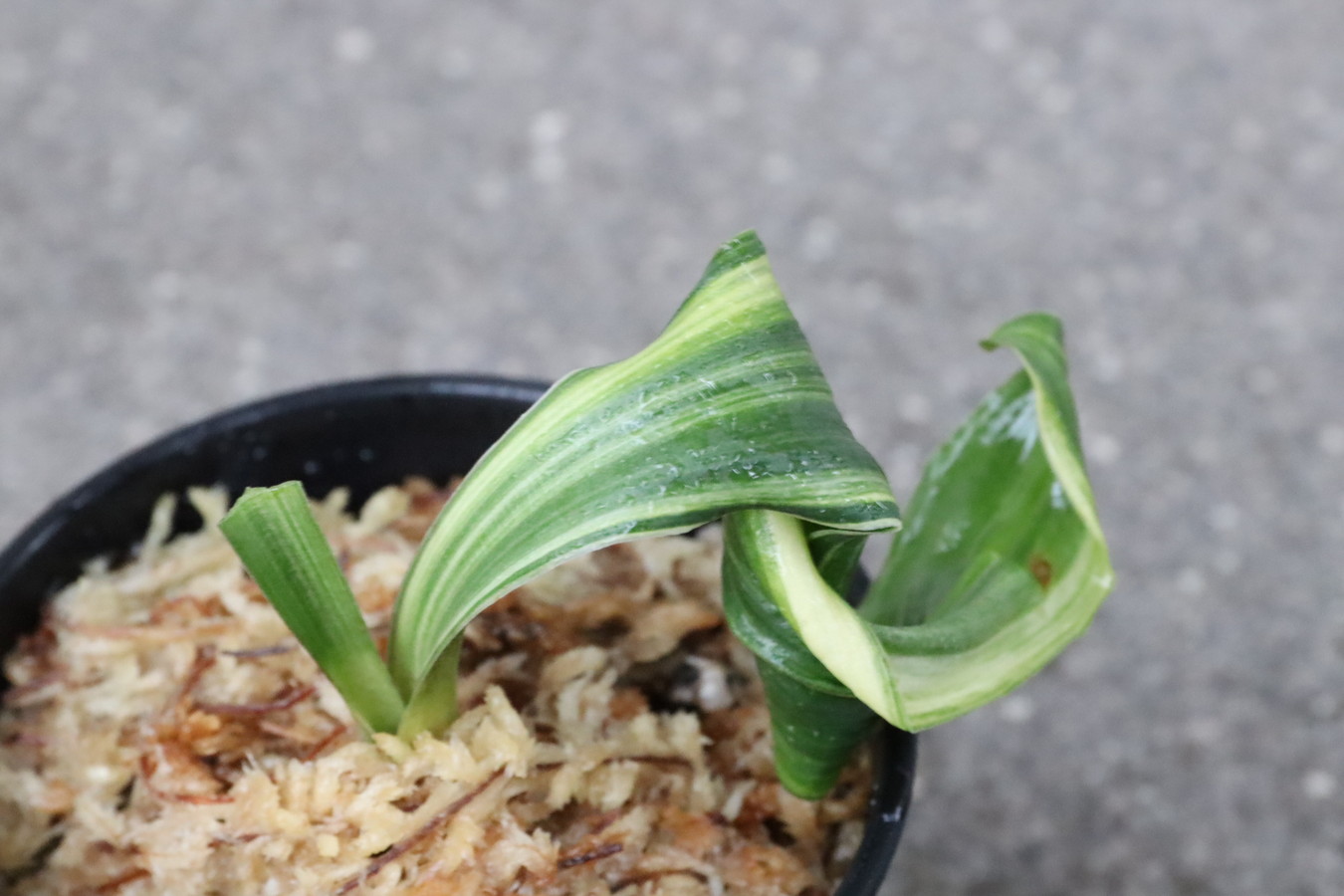 6131,獅子　鶴麒麟(つるきりん)　【はきずはきれ多い大特価】※春から秋は生長期なので姿は変わっていきます