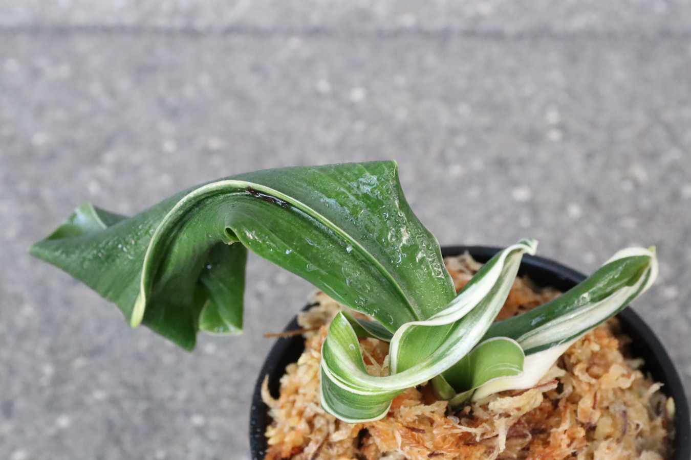 6147,仙寿の舞(せんじゅのまい)　獅子　親縞覆輪、現場覆輪か？縞戻るか？？　【はきずはきれ多い大特価】※春から秋は生長期なので姿は変わっていきます