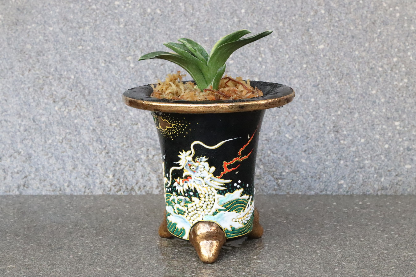 5074,【運開ける龍鉢に萬年青】　嶺雲(りょううん)　【はきずはきれ多い大特価！】※春から秋は生長期なので姿は変わっていきます