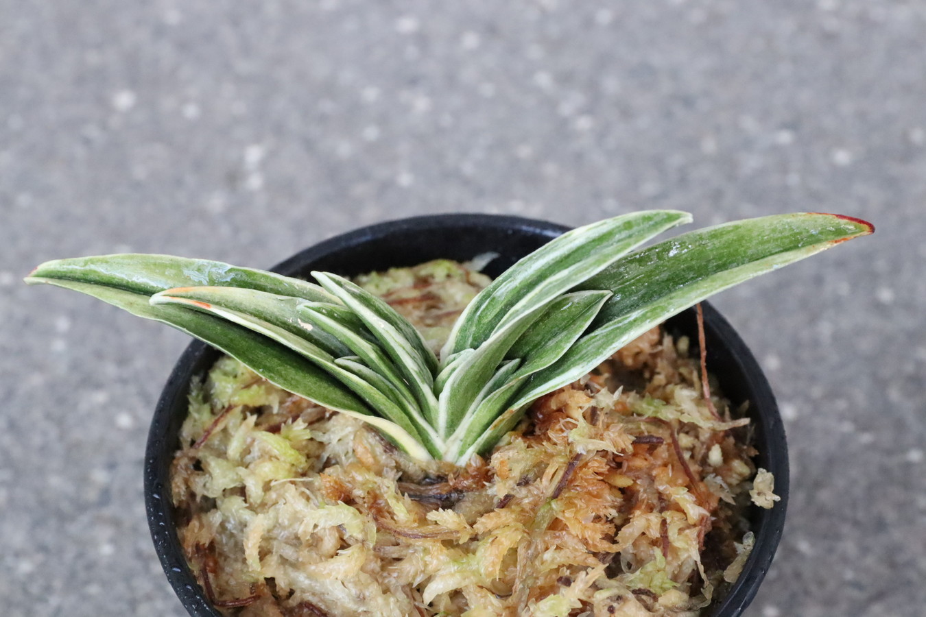 8200,貫雪(かんせつ)　【頭木特価！はきずはきれ多い大特価】※春から秋は生長期なので姿は変わっていきます