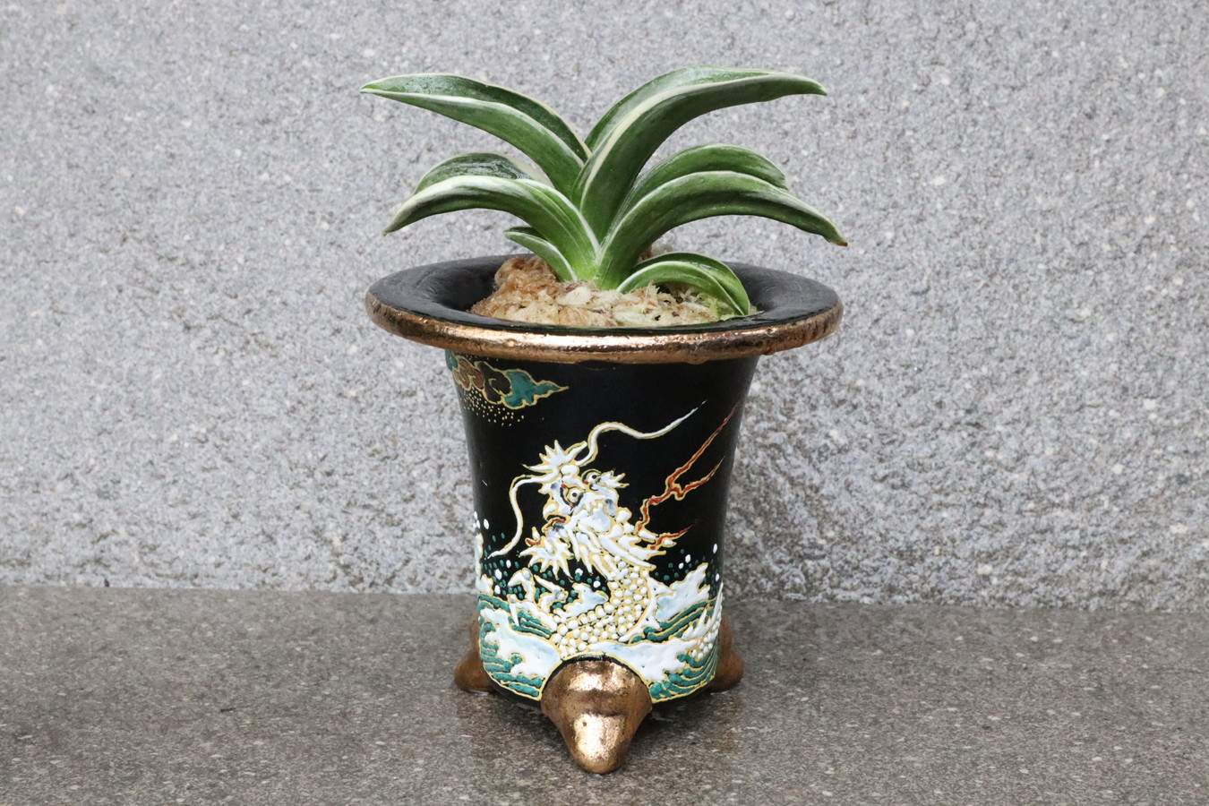 5350,【昇り龍のように運気が上がる！】　お多福(おたふく)　【はきずはきれ多い大特価！！！】　※春から秋は生長期なので姿は変わっていきます