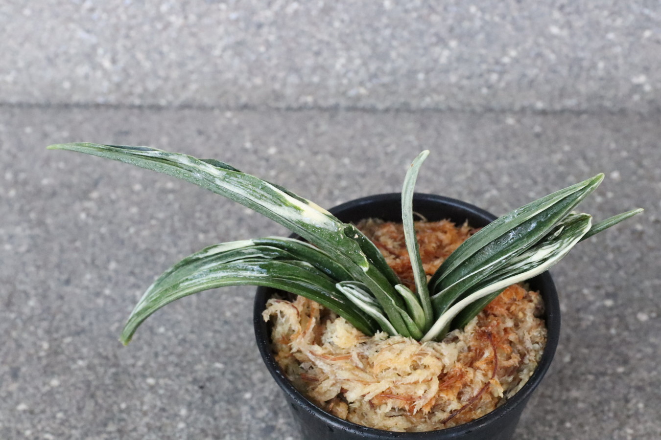 8156,華陽(かよう)　【老木大特価！！はきずはきれ大特価！】※春から秋は生長期なので姿は変わっていきます