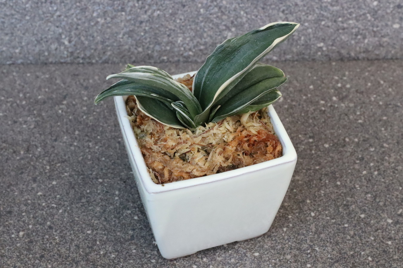 5496,福を呼ぶ神聖な植物　お多福(おたふく)【はきずはきれ多い大特価！】※春から秋は生長期なので姿は変わっていきます