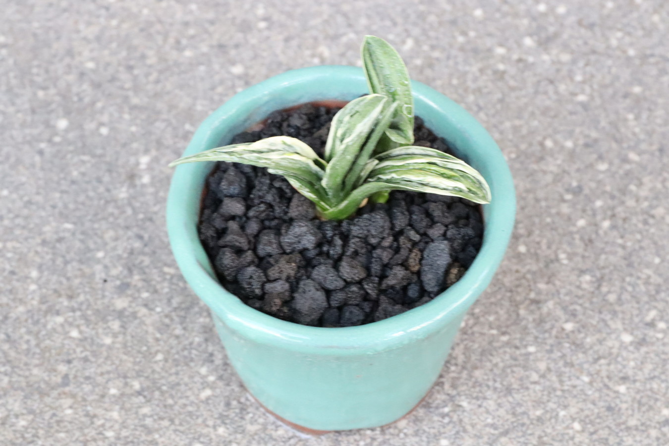 6878,運気引き寄せる萬年青 瑞泉(ずいせん)【全国トップ系統！はきずはきれ多い大特価！】※春から秋は生長期なので姿は変わっていきます