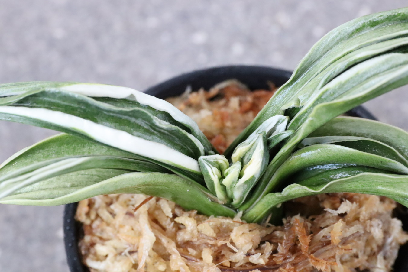 5353,雲鶴(うんかく)　【はきずはきれ多い大特価！！！】※春から秋は生長期なので姿は変わっていきます