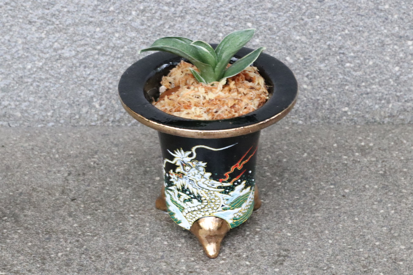5077,【昇り龍】開運萬年青　新生殿(しんせいでん)【はきずはきれ大特価！】※春から秋は生長期なので姿は変わっていきます