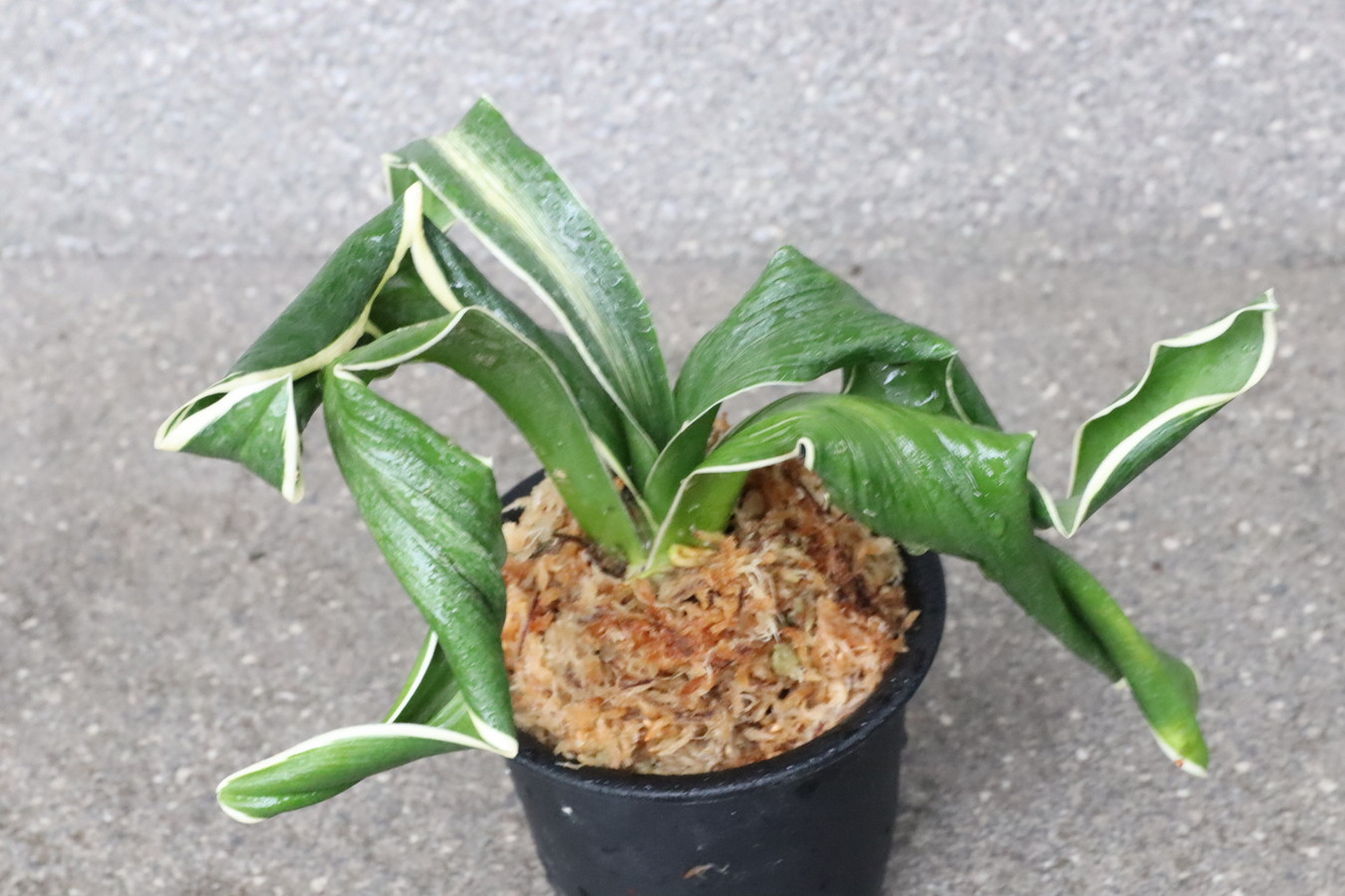 5415,月光丸(げっこうまる)　親縞覆輪、現場覆輪か　【新登録！！！！】【はきずはきれ多い特価！】※春から秋は生長期なので姿は変わっていきます