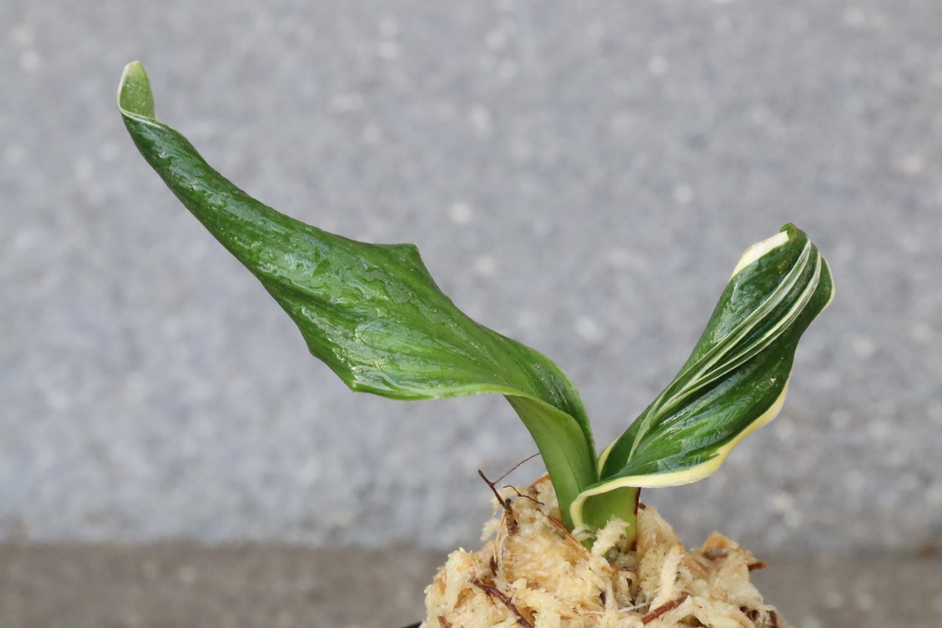 6359,仙寿の舞(せんじゅのまい)　獅子　覆輪か？【葉色薄い？はきずはきれ大特価】※春から秋は生長期なので姿は変わっていきます