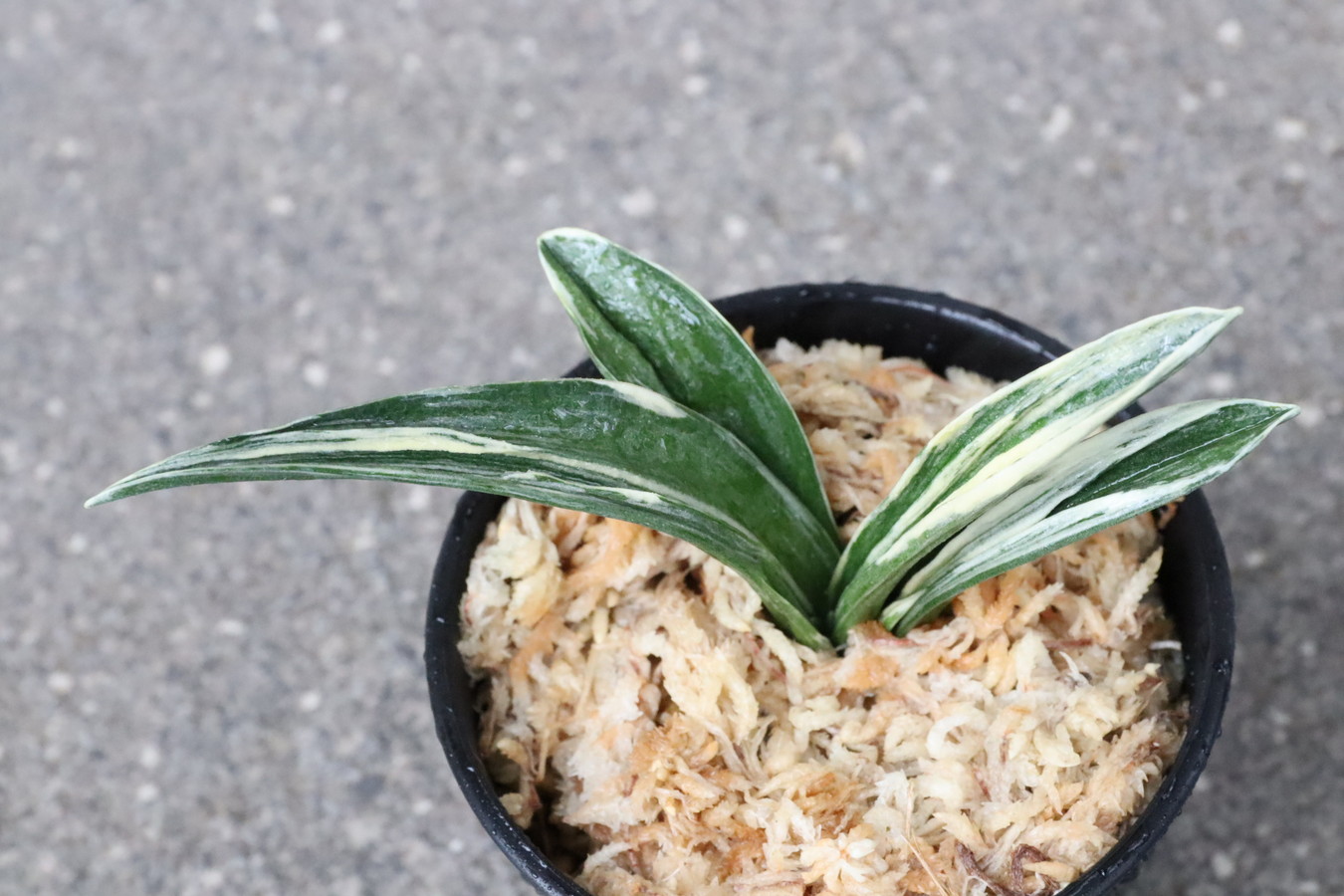 8252,整理品BC級品　宝生殿(ほうせいでん)　【はきずはきれ大特価】※春から秋は生長期なので姿は変わっていきます