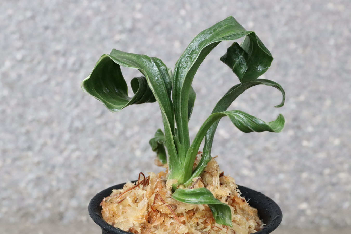 6238,笑福実生　数本？芸、葉巾最上？？！　【はきずはきれ多い特価！】※春から秋は生長期なので姿は変わっていきます