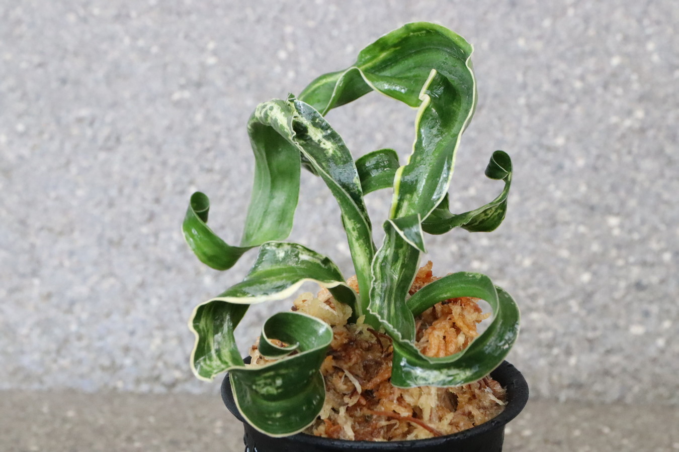 6877,輪波獅子(わなみしし)　白さ抜群　性よい　【はきずはきれ多い大特価！】※春から秋は生長期なので姿は変わっていきます