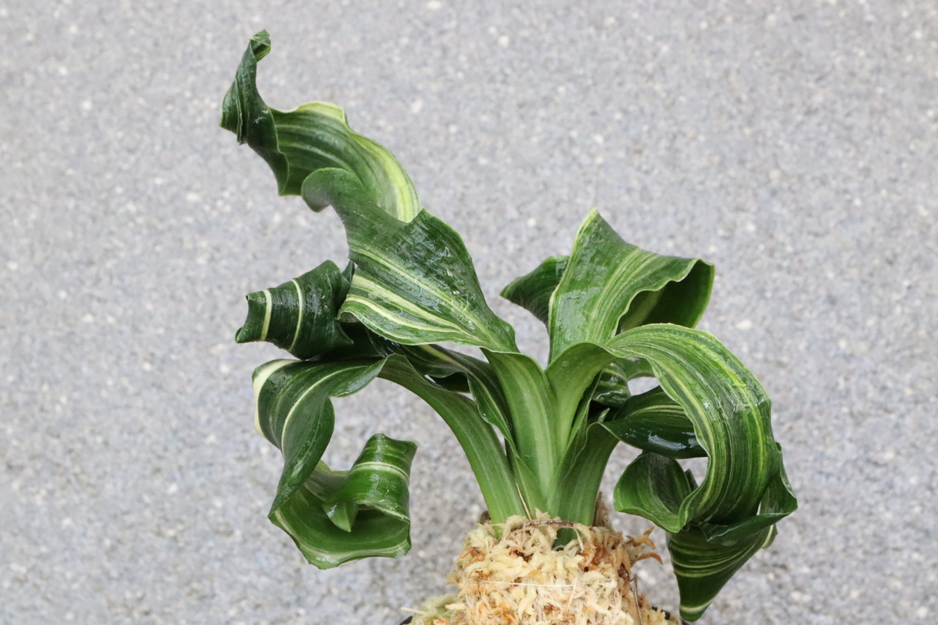 6336,縞獅子(しまじし)龍のり　【はきずはきれ多い特価】※春から秋は生長期なので姿は変わっていきます