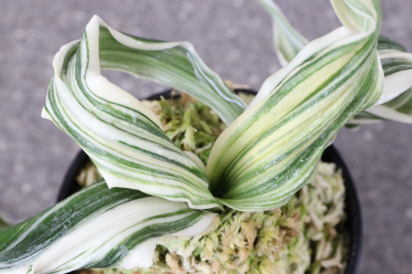 5766,仙寿の舞(せんじゅのまい) 獅子 縞覆輪　縞最上　超希少　【はきずはきれ多い大特価！】※春から秋は生長期なので姿は変わっていきます