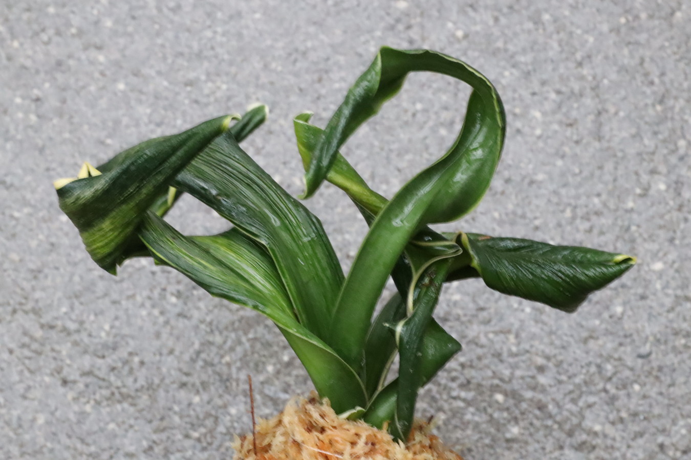 6382,月光丸(げっこうまる)　覆輪か？縞覆輪？　【はきずはきれ多い大特価！】※春から秋は生長期なので姿は変わっていきます