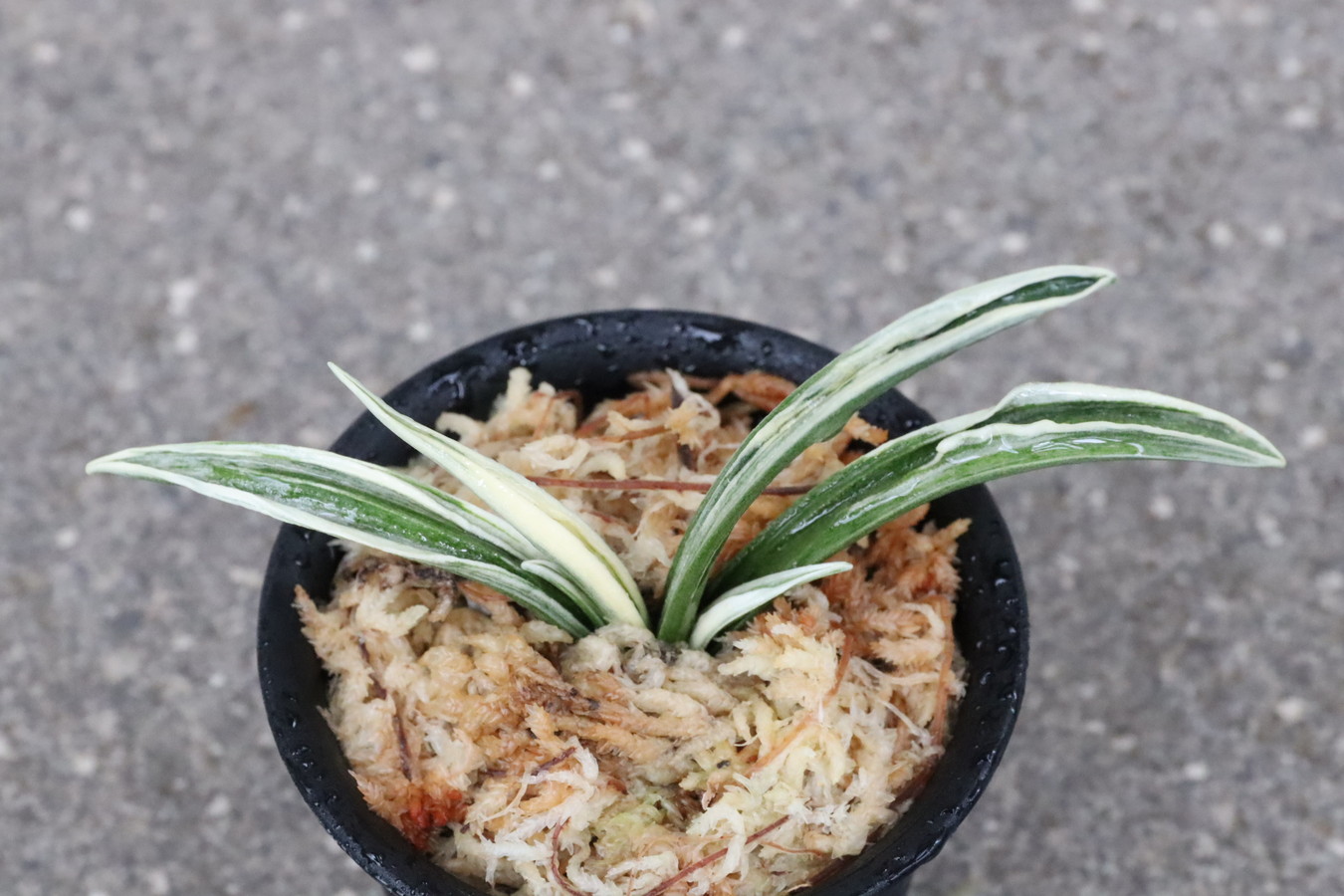 5287,三河錦(みかわにしき)　【はきずはきれ多い大特価！】※春から秋は生長期なので姿は変わっていきます