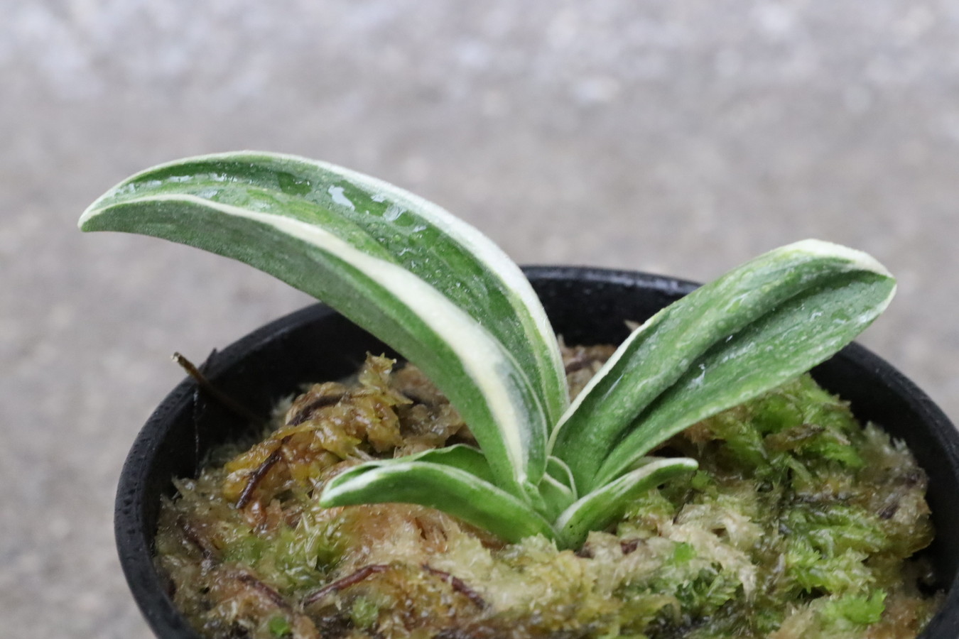 8306,円空(えんくう)　深覆輪・愛嬌良し！【はきずはきれ大特価】※春から秋は生長期なので姿は変わっていきます