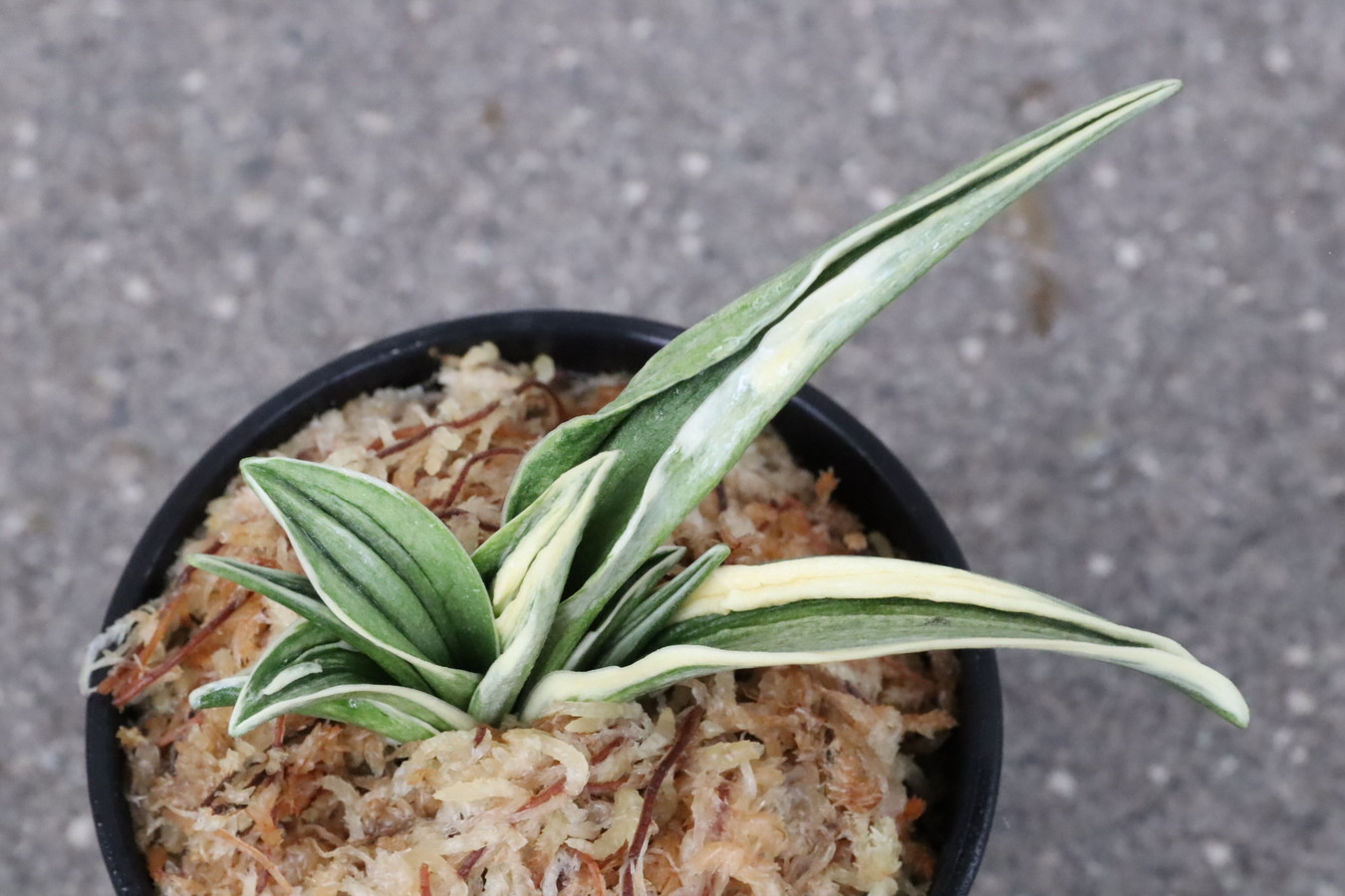 8366,整理品BC級品　聖岳(せいがく)　【はきずはきれ多い大特価！】　※春から秋は生長期なので姿は変わっていきます