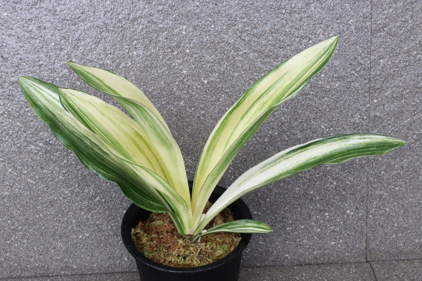 6625,丸縞(仮)　来歴、数不明　【はきずはきれ多い大特価！】　※春から秋は生長期なので姿は変わっていきます