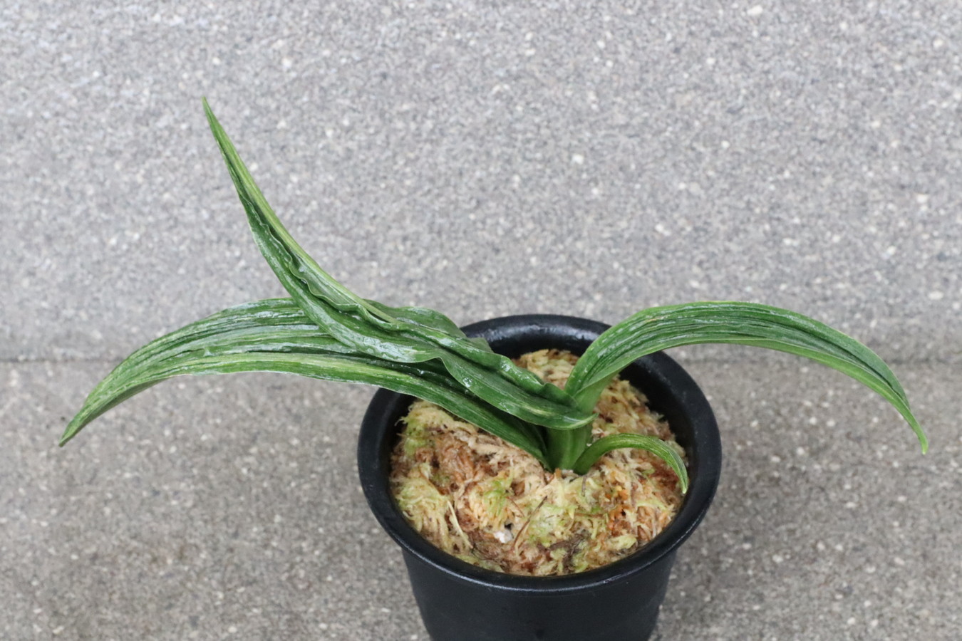 7026,　R3×小野田G　数不明　【はきずはきれ多い大特価！】　※春から秋は生長期なので姿は変わっていきます