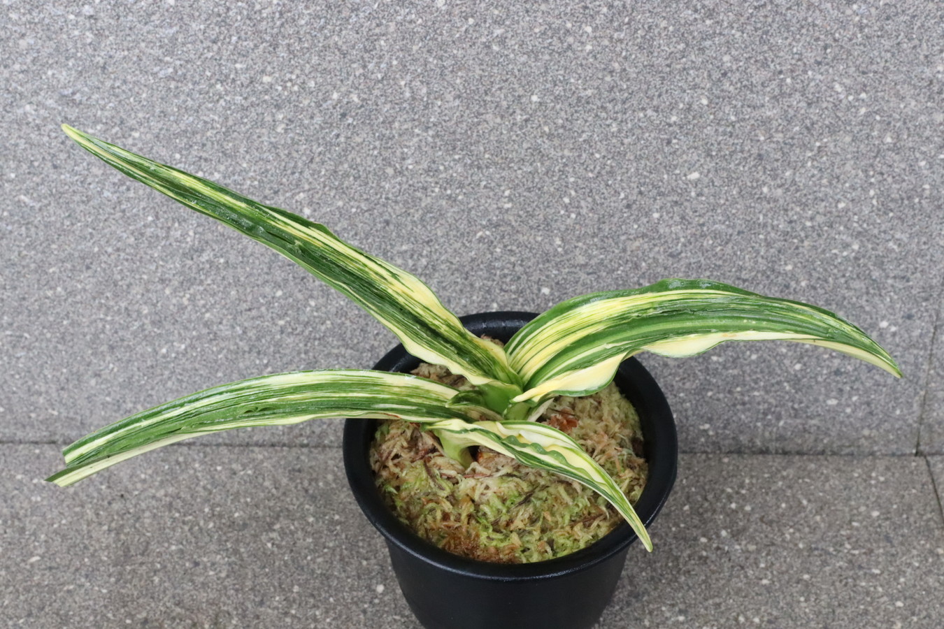 7034,V×A　数不明　【はきずはきれ多い大特価！】　※春から秋は生長期なので姿は変わっていきます