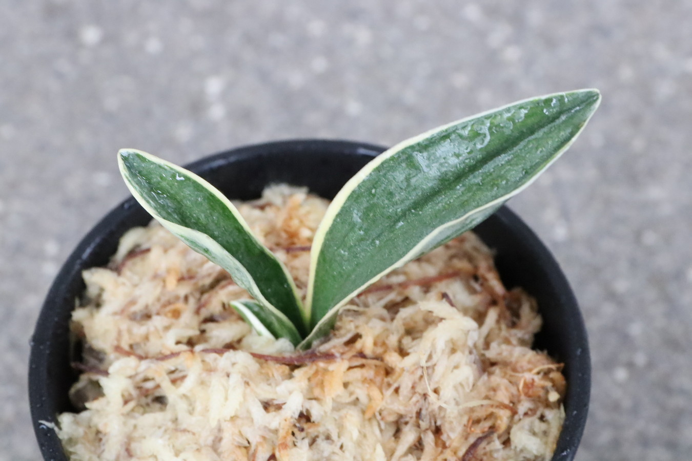 5809,鹿島錦(かしまにしき)　【はきずはきれ多い大特価！】※春から秋は生長期なので姿は変わっていきます