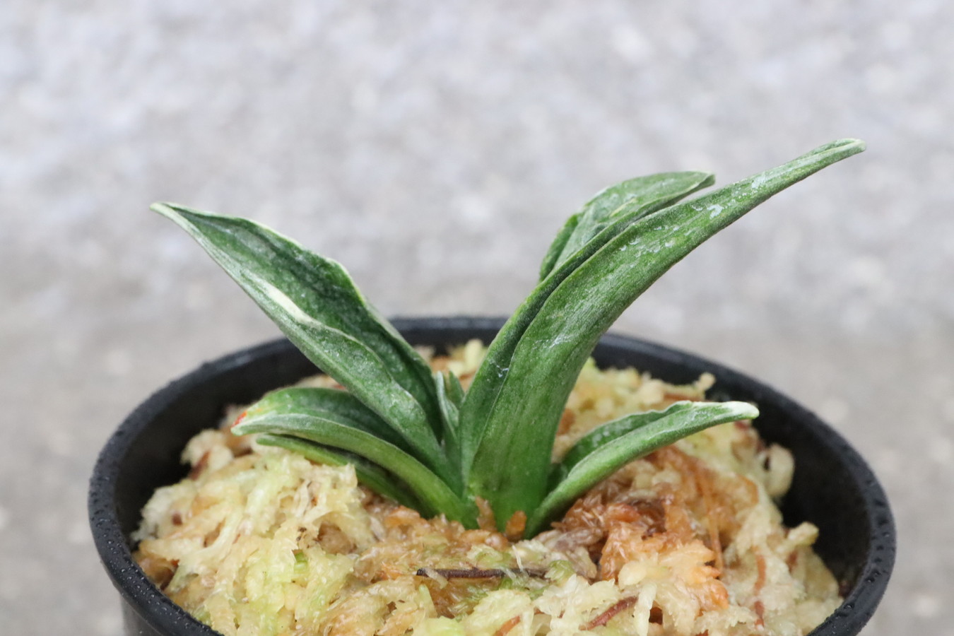 6721,瑞泉(ずいせん)　力ある　【はきずはきれ多い大特価！】※春から秋は生長期なので姿は変わっていきます