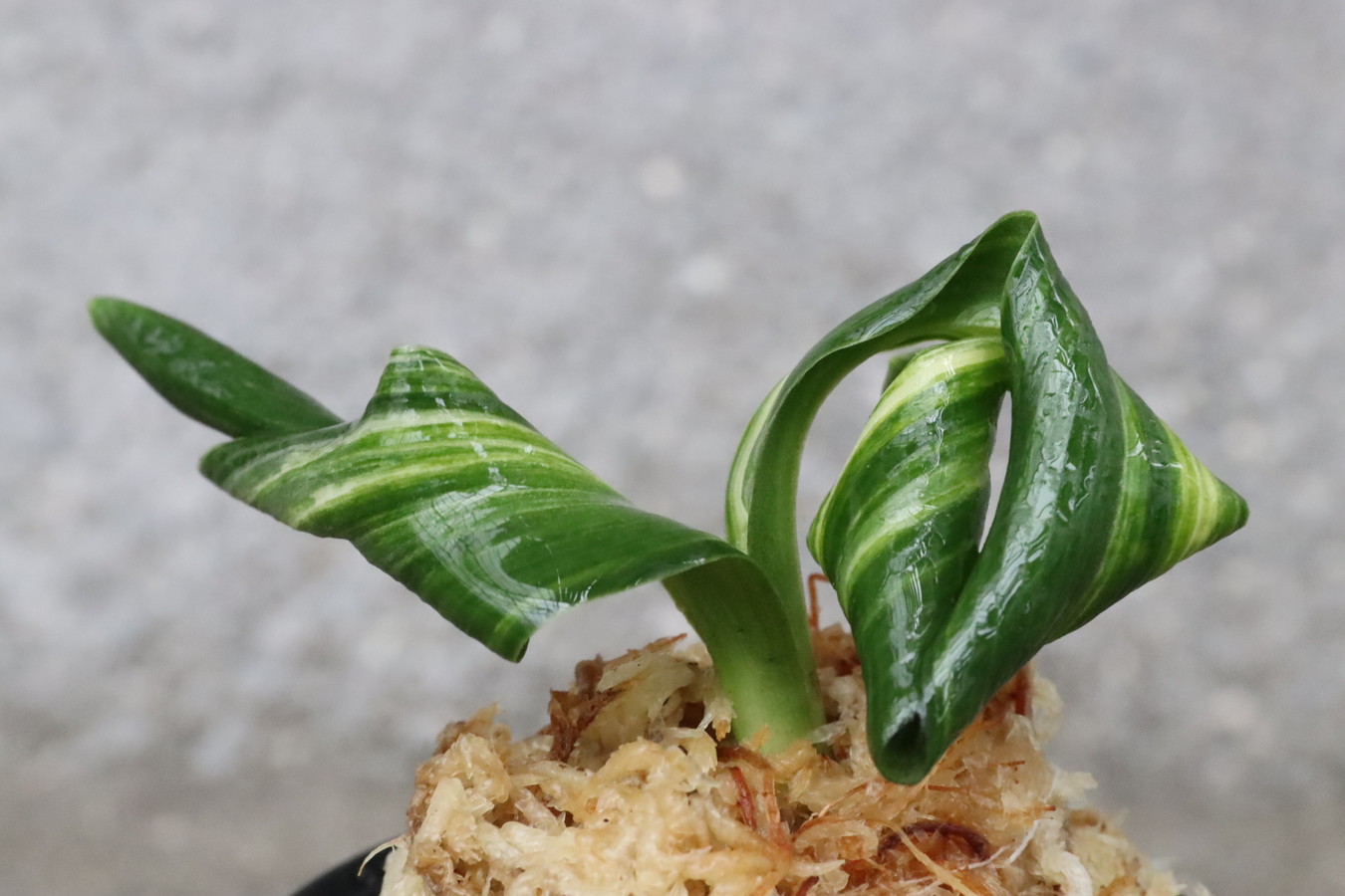 6130,獅子 仙寿の舞(せんじゅのまい)　縞　【はきずはきれ多い大特価！】※春から秋は生長期なので姿は変わっていきます