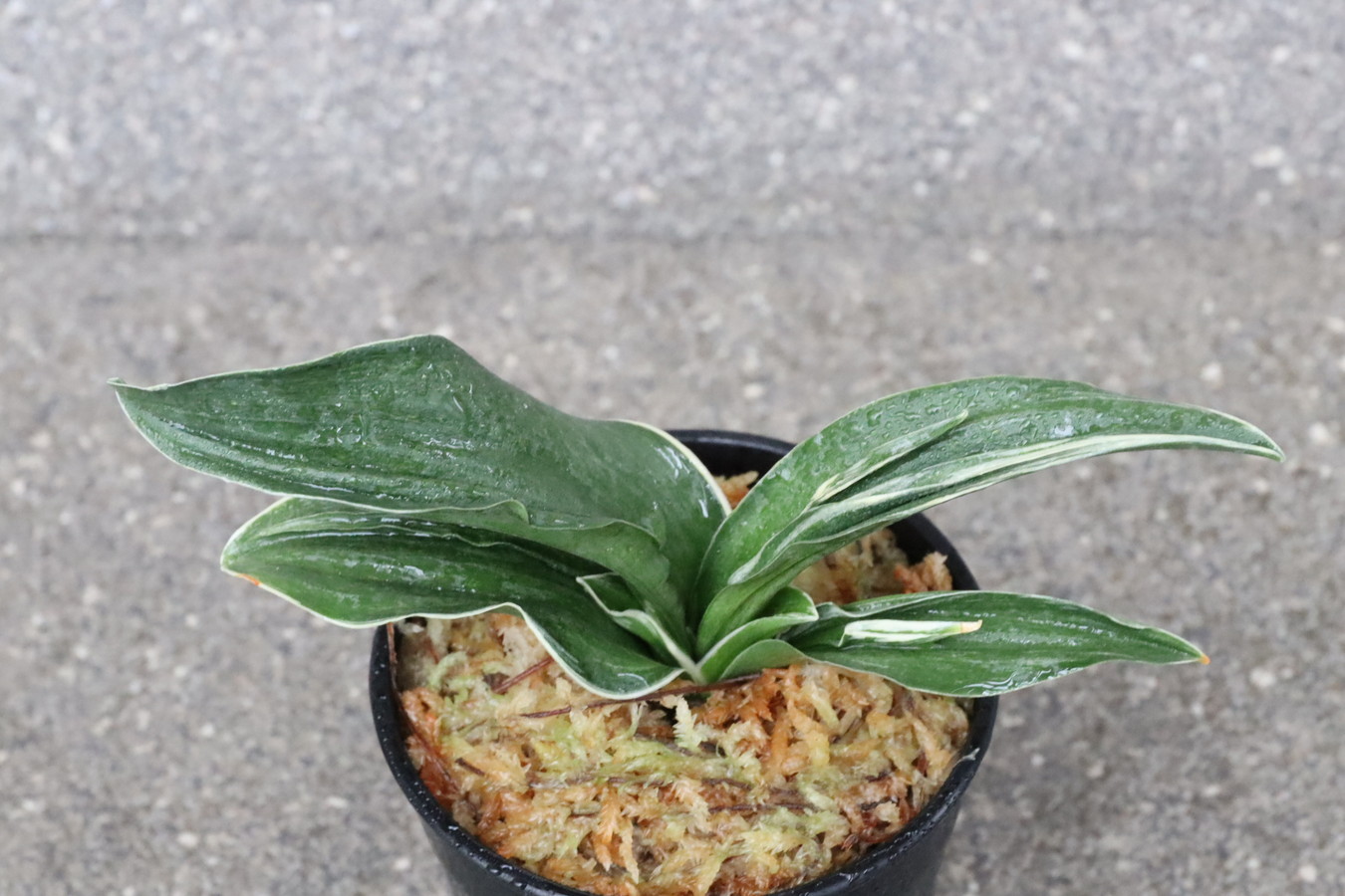 8367,嶺雲(りょううん)　【はきずはきれ多い大特価】※春から秋は生長期なので姿は変わっていきます