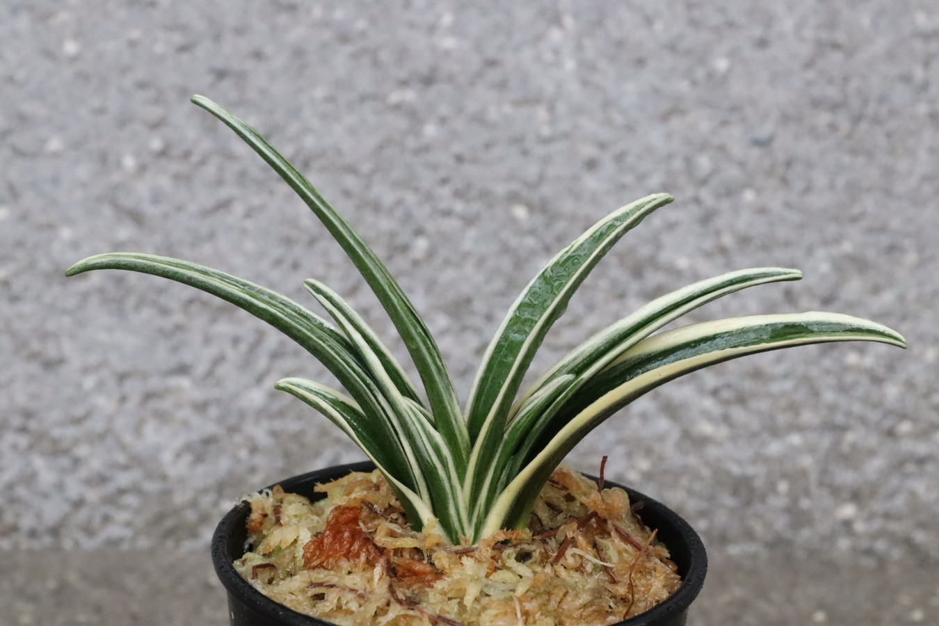 8384,大黒殿(だいこくでん)　【はきずはきれ多い大特価】※春から秋は生長期なので姿は変わっていきます