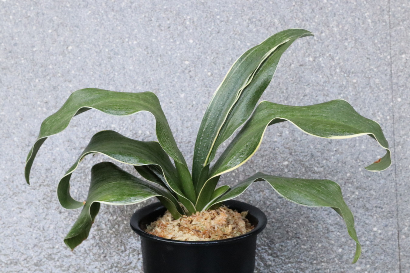 6550, 錦明鳳(きんめいほう)　超希少種！歴史の生き証人！【はきずはきれ多い大特価！】※春から秋は生長期なので姿は変わっていきます