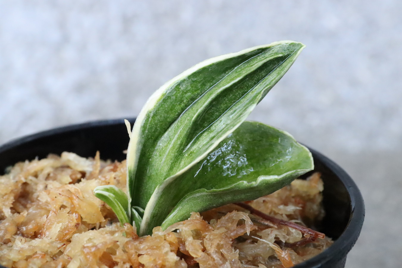 6400,整理品BC級品　力和(りきわ)　全国系統　【はきずはきれ多い大特価！】※春から秋は生長期なので姿は変わっていきます