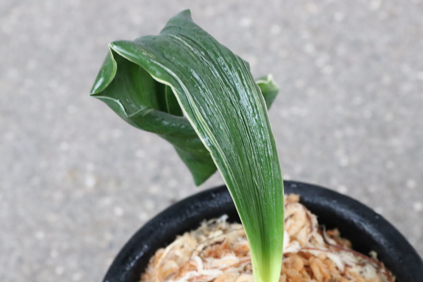 6305,月光丸(げっこうまる)　【新登録！】【はきずはきれ多い大特価！！！】※春から秋は生長期なので姿は変わっていきます