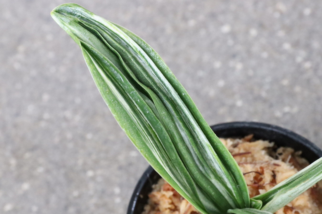 6149,整理品BC級品　千代田の松(ちよだのまつ)　【はきずはきれ大特価】※春から秋は生長期なので姿は変わっていきます