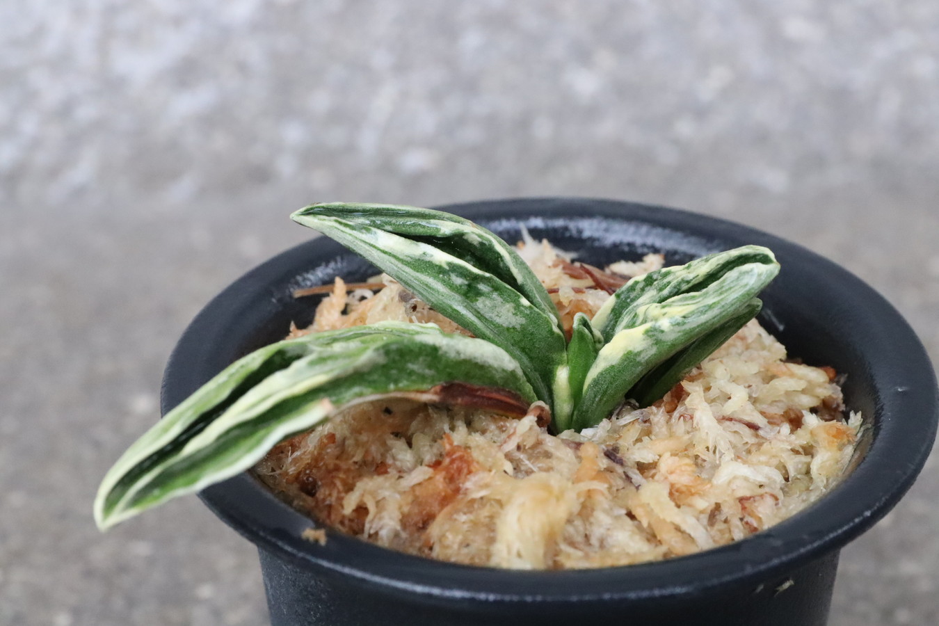 8132,整理品BC級品　力和(りきわ)　全国系統　【はきずはきれ大特価】※春から秋は生長期なので姿は変わっていきます