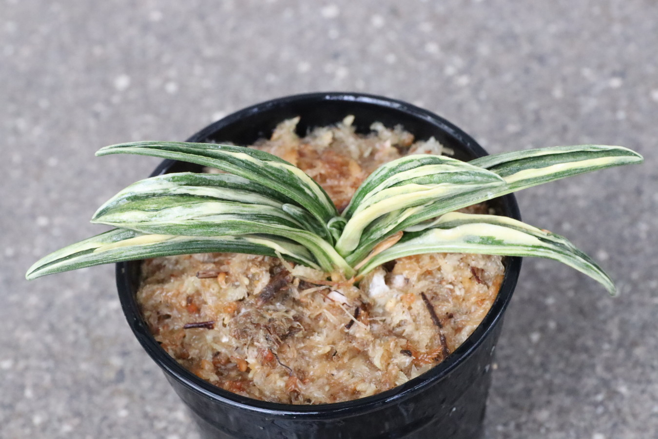 5457,整理品BC級品　瑞泉縞覆輪　瑞泉(ずいせん)の縞　【はきずはきれ大特価】※春から秋は生長期なので姿は変わっていきます