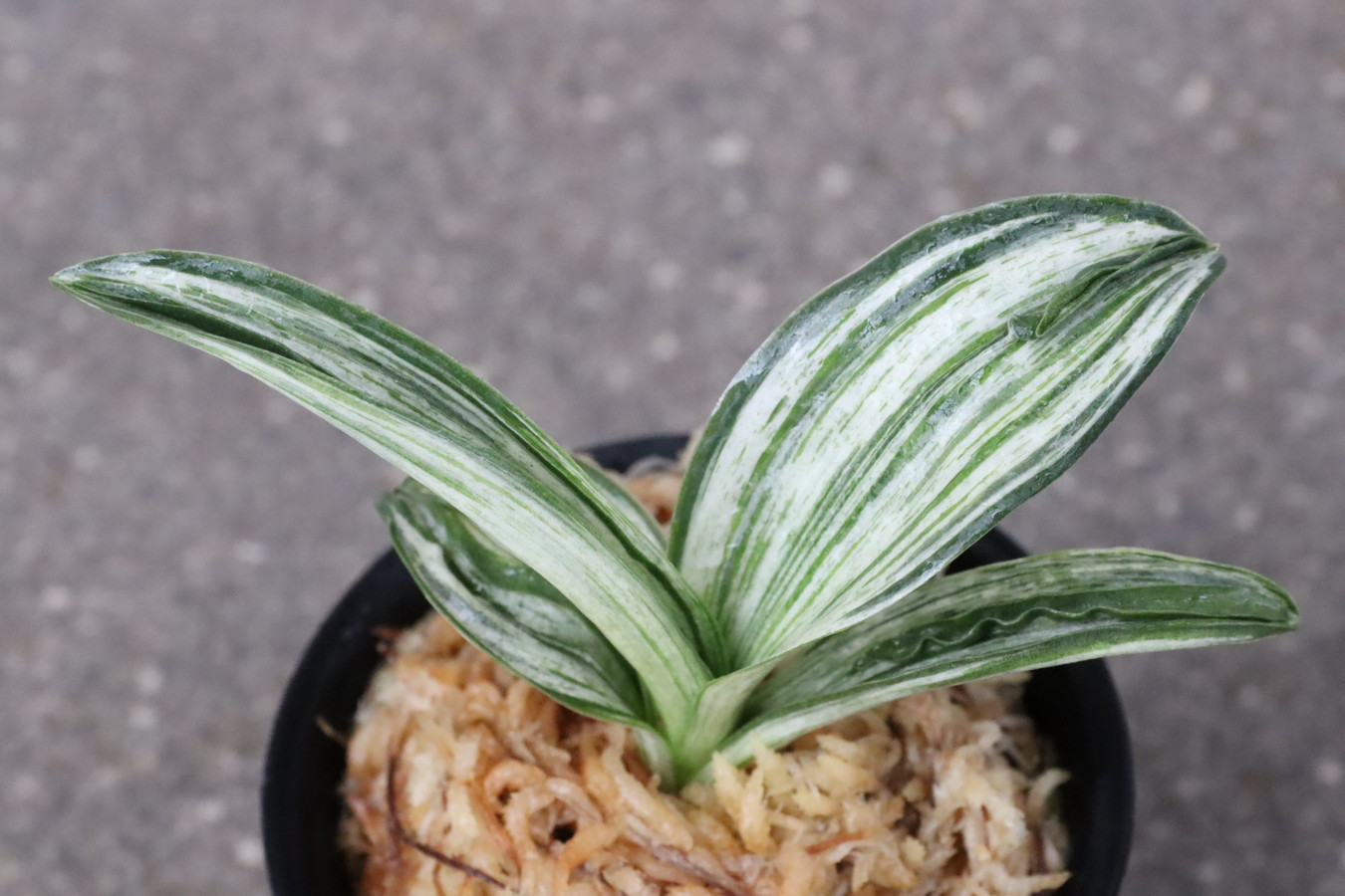 6030,千代田の松(ちよだのまつ)　斑特上！【根少ない特価！はきずはきれ多い大特価】※春から秋は生長期なので姿は変わっていきます