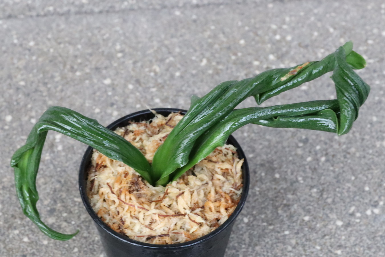 5845,整理品BC級品　海龍獅子(かいりゅうじし)　海竜獅子　現場青か　縞、縞覆輪や紺覆輪(海王？)を出していた系統　【はきずはきれ大特価！】　※春から秋は生長期なので姿は変わっていきます