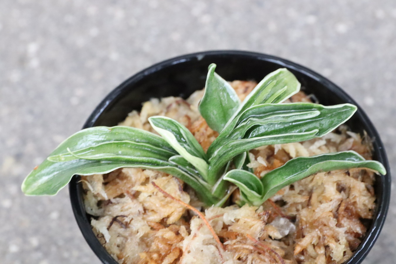 6457,音羽錦(おとわにしき)　【はきずはきれ特】※春から秋は生長期なので姿は変わっていきます