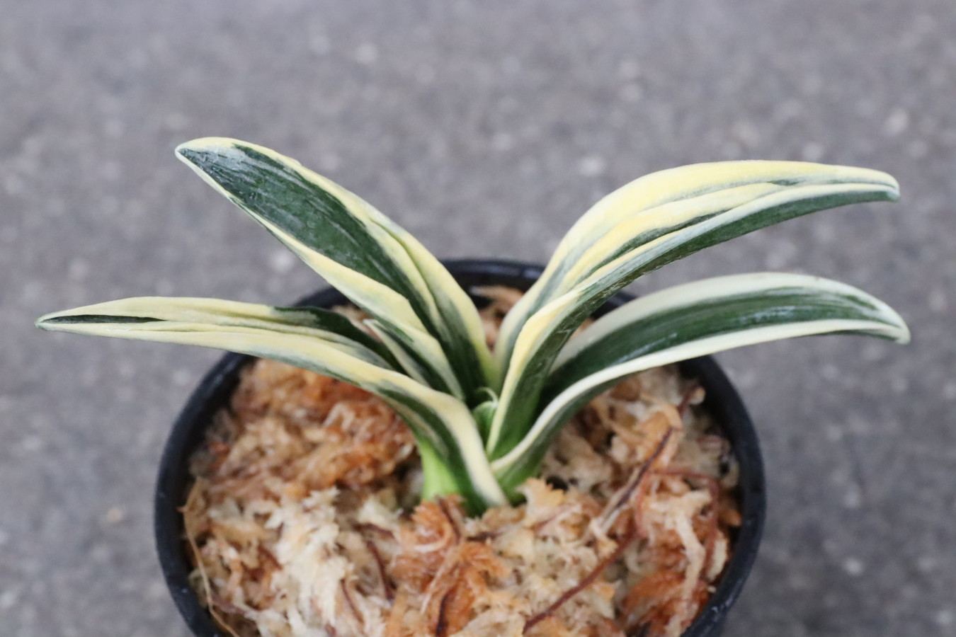 8123,整理品BC級品　王朝(おうちょう)　【はきずはきれ大特価！】　※春から秋は生長期なので姿は変わっていきます