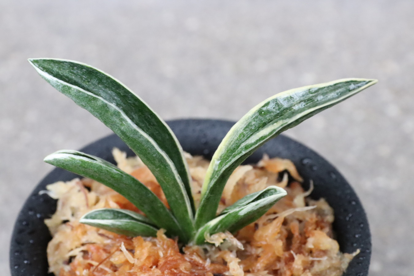 6368,月光冠(げっこうかん)　【はきずはきれ大特価】深覆輪特上系統※春から秋は生長期なので姿は変わっていきます