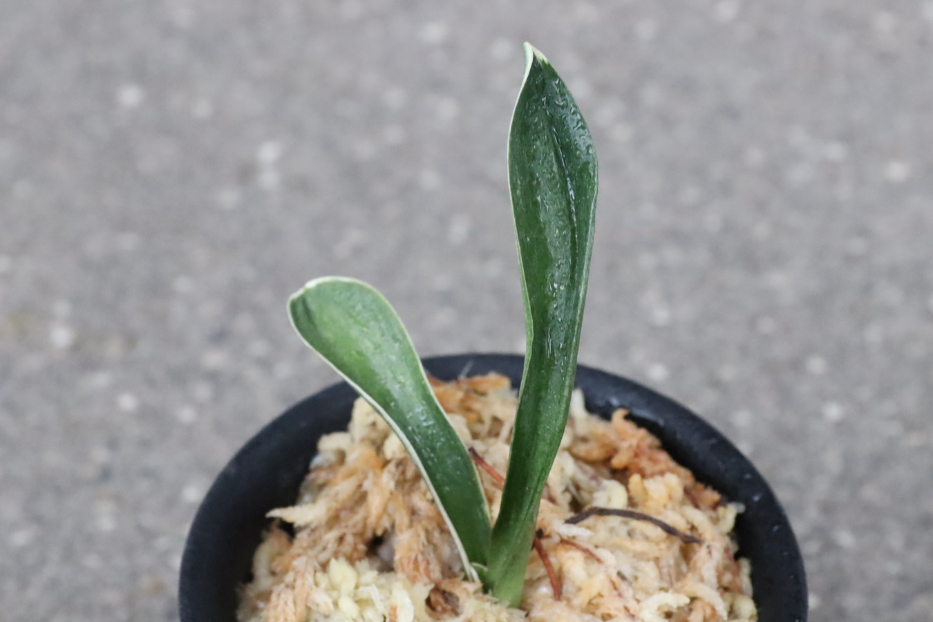 8206,奈良錦(ならにしき)　小苗特価！【はきずはきれ大特価！】　※春から秋は生長期なので姿は変わっていきます